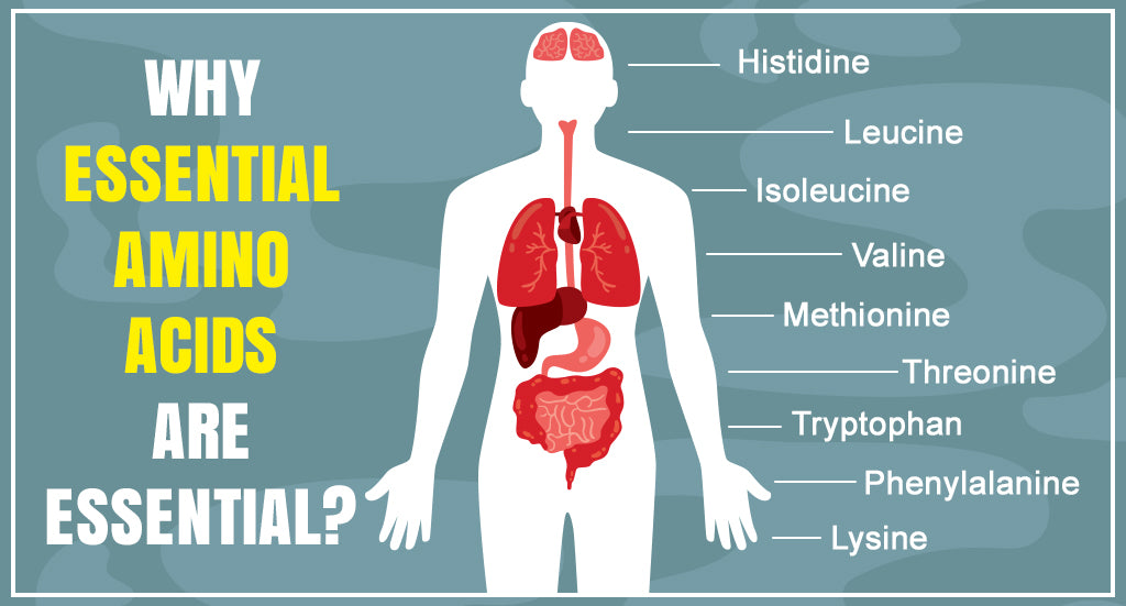 WHY ESSENTIAL AMINO ACIDS ARE ESSENTIAL? Steadfast Nutrition