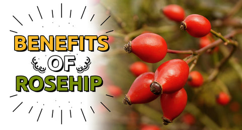 BENEFITS OF ROSEHIP