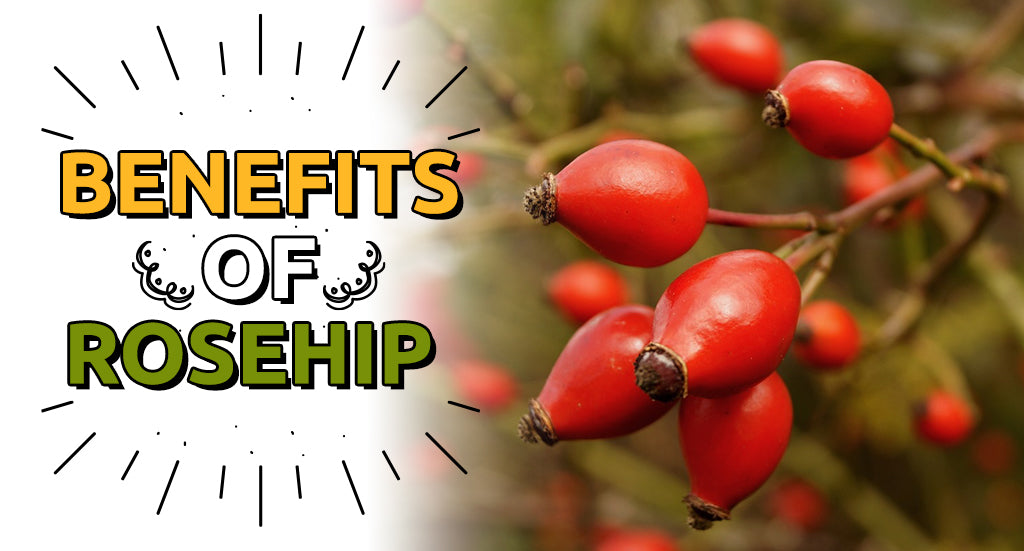 BENEFITS OF ROSEHIP