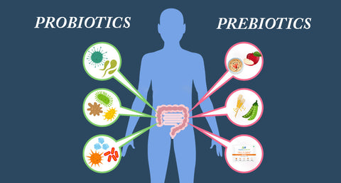 PREBIOTICS AND PROBIOTICS-The Gut friendly  Bacteria