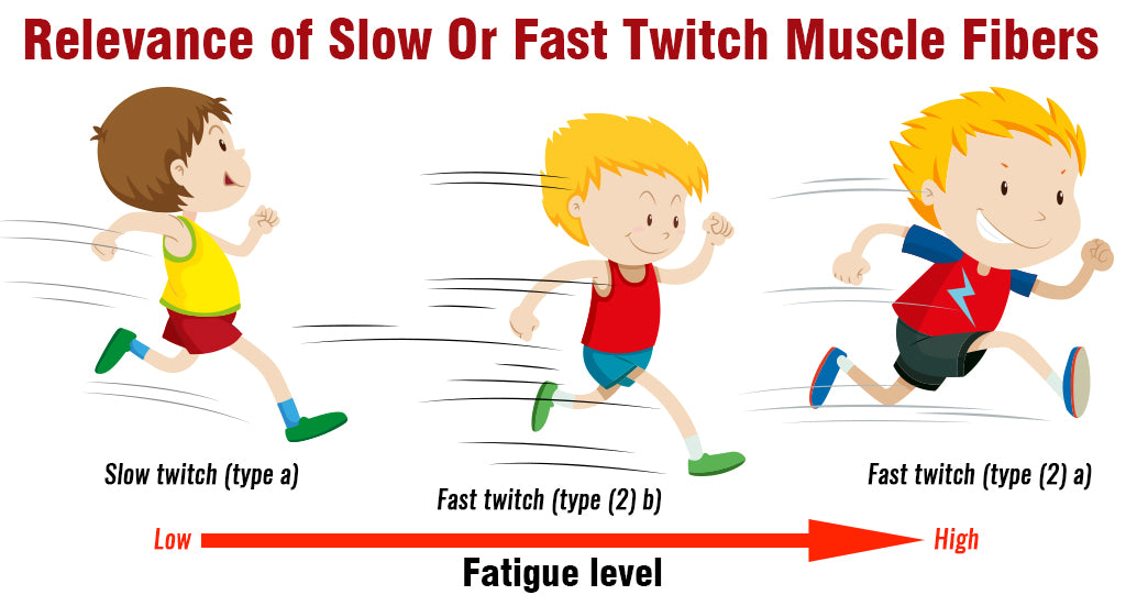 RELEVANCE OF SLOW OR FAST TWITCH MUSCLE FIBERS