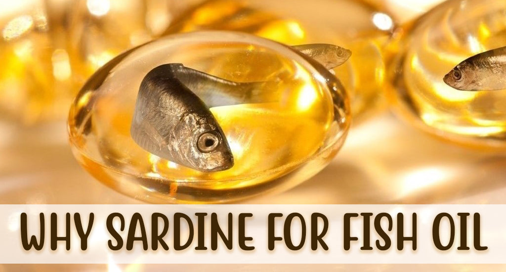 WHY SARDINE FOR FISH OIL